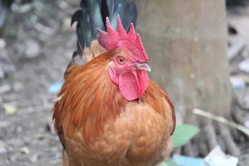雄鶏工房株式会社 1