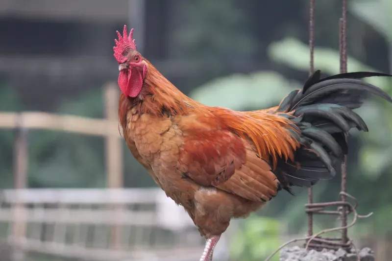 雄鶏工房株式会社 13