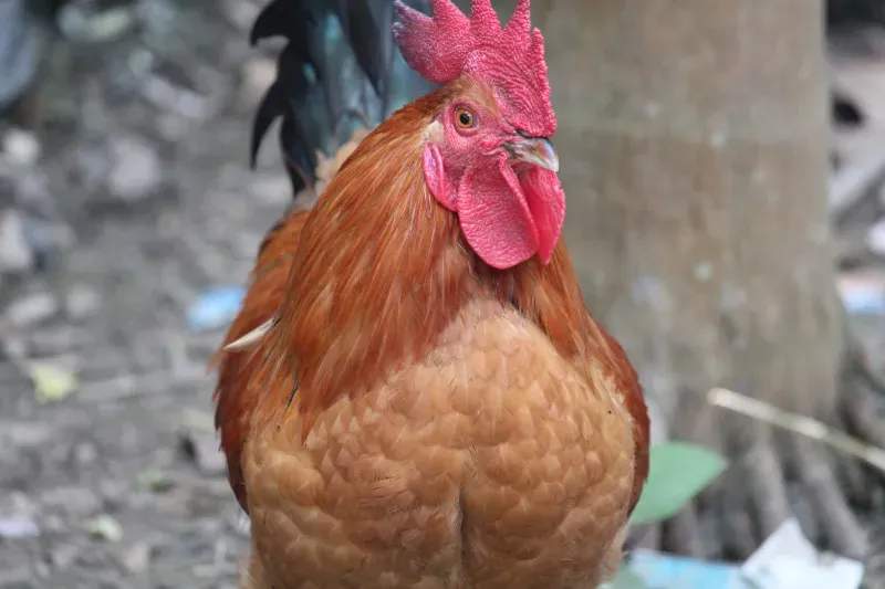 雄鶏工房株式会社 2