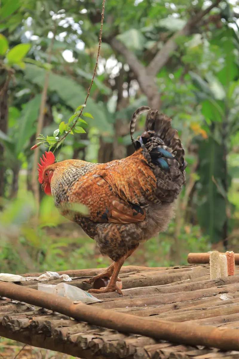 雄鶏工房株式会社 4