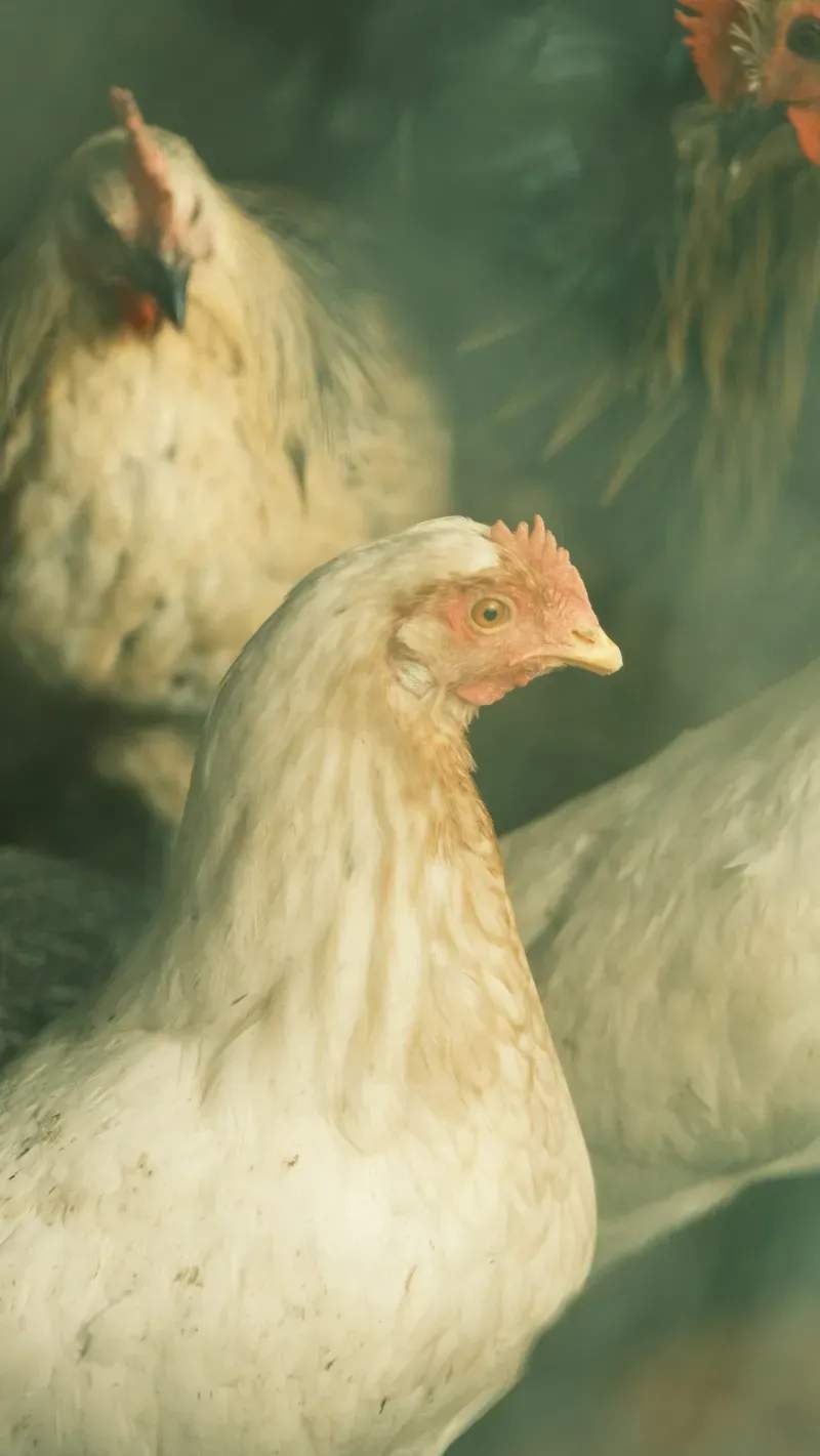 雄鶏工房株式会社 5