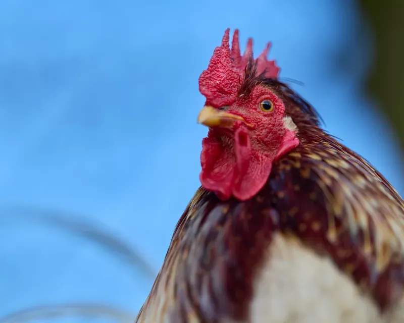 雄鶏工房株式会社 9